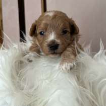 Мальтипу f1 девочки, в Москве