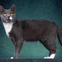 Русский голубой кот Амурчик в дар, в Москве