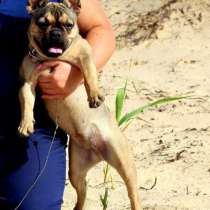 Девочка французского бульдога, в г.Ашкелон