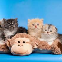 Шотландские котята, в Москве