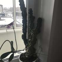 Стильное Южно Американское растение, в Красноярске