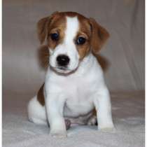 Джек расел Муром, в Муроме