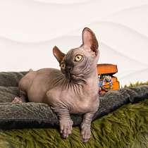 Sphynx Мальчик Двэльф Male dwelf, в Москве