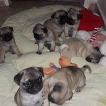 Мопс Махачкале, в Махачкале