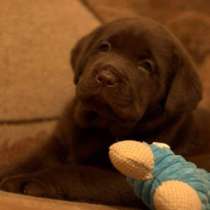 Щеночки Лабрадора Двух Окрасов, в Волгограде