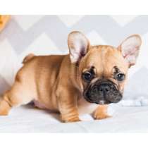 Французский бульдог Магадан, в Магадане