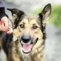 Умнейший пёс Сеня ищет дом и любящую семью, в Москве