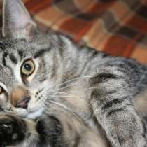 Ищет дом ручной полосатый котенок Финн, в г.Москва