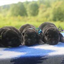 Резерв Шикарные щенки ВЕО, в Москве