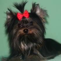 Мальчик черного йорка, в Москве