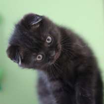 Плюшевый фолдик, в Санкт-Петербурге