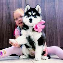 Шикарные собачки хаски, в Саратове