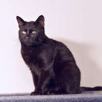 Молодой чисто черный кот Миша в добрые руки, в г.Москва