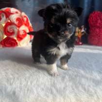 Йоркширский терьер, в Уссурийске