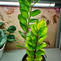 Замиокулькасы, в Новокузнецке