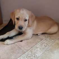 Лабрадор Щенки, в Новосибирске