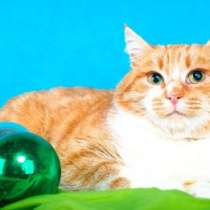 Отдам даром Ласковый, уютный молодой котик Бублик, в Москве