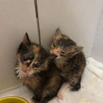 Котята в добрые руки, в Воскресенске