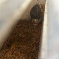 Отдам улиток, в Москве