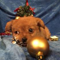 Чихуахуа очаровательных щеночков продам, в Переславле-Залесском