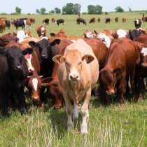 Коровы бычки телята Ставрополье, в Ставрополе