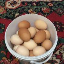 Продажи деревенских куриных яиц, в Нефтекамске