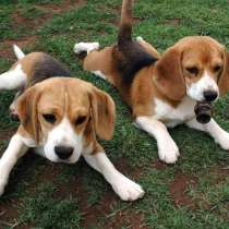 Бигль Кострома, в Костроме