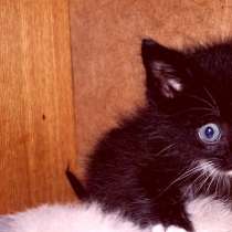 Сибирский котенок Марсик 2,5 месяца ищет заботливых хозяев, в Омске