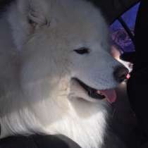 Самоеды вязка и щенки на продажу, в Тутаево