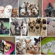 Питомник щенков Абакан, в Абакане