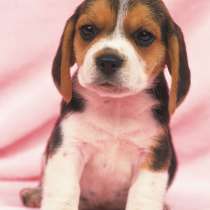 Бигль Якутск, в Якутске