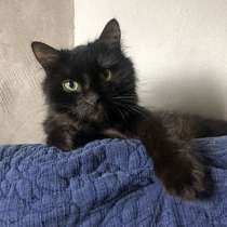 Нежная и трогательная молодая кошечка Кэри ищет дом, в Москве