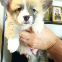 Щенки вельш корги пемброк, в г.Минск