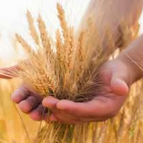 Продаем семена озимой пшеницы, семена трав, травосмеси, СЗР, в Воронеже