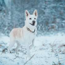 Умка - белоснежная собачка ищет добрые руки и постоянный дом, в г.Москва