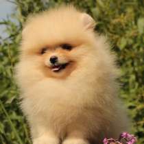 Шпмц Горно Алтайск, в Горно-Алтайске