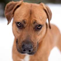 Тайна вселенной (метис питбуля). В дар, в Москве