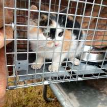 Кошечка котенок Тая, в Санкт-Петербурге