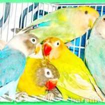 Неразлучники розовощёкие Фишера масковые Москва, в Москве