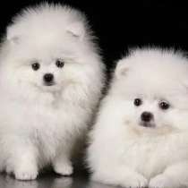 Щеночки ШПиц, в Челябинске