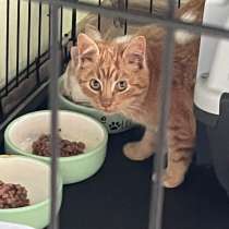 Кексик, в Санкт-Петербурге