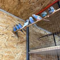 Волнистые попугаи, в Батайске