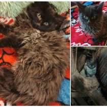 Котенок девочка Нафаня, в г.Санкт-Петербург