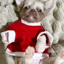 Щенки чихуахуа. Мини мальчики и девочки, в Москве