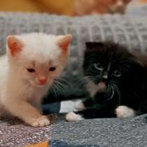 Котята, в Крымске