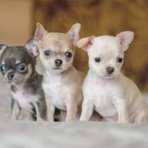 Чихуахуа УЛАН Уде, в Улан-Удэ