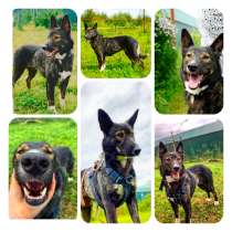 Метис овчарки, в Москве