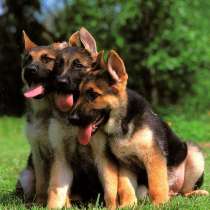 Немецкая овчарка Магнитогорск, в Магнитогорске