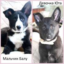 Красивые малыши Балу и Юта ищут свои семьи!, в Москве