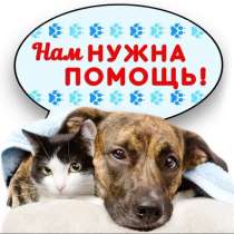 Приют для животных «Добрый двор» в Кемерово, в Кемерове